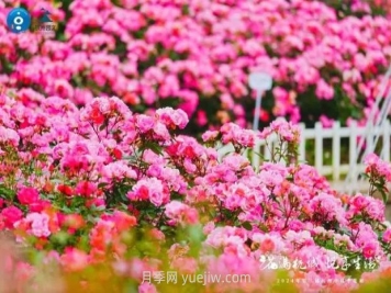 2024年第二届杭州市月季花展举办，赏500万株月季