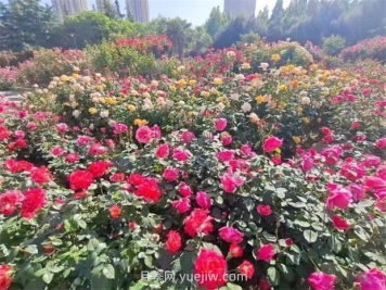郑州月季公园40万株月季竞相绽放，感受花漾生活