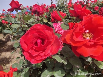 月季、玫瑰、蔷薇分别是什么？如何区别？